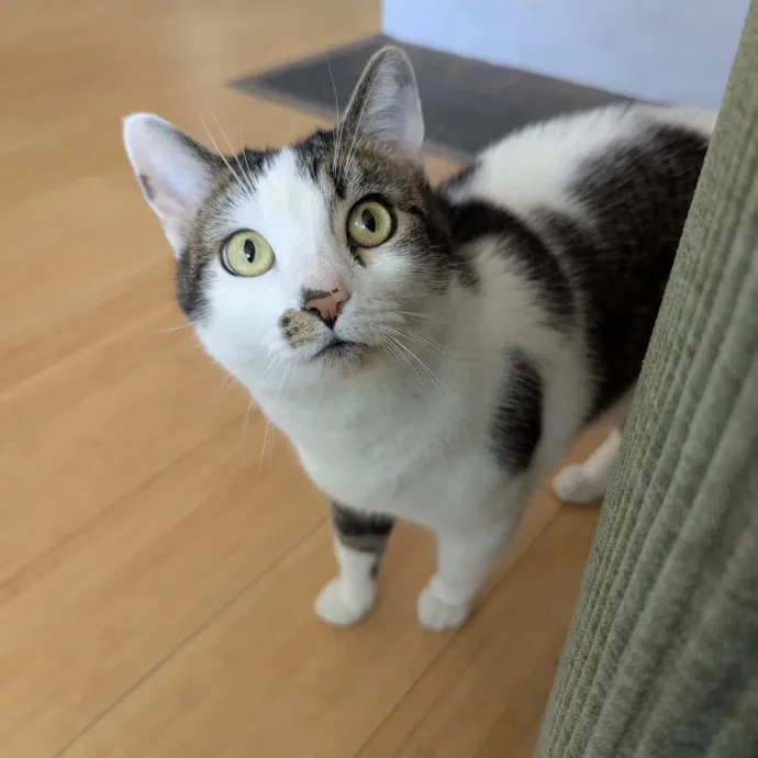 Cat Companion Caregiver Playful Sitter