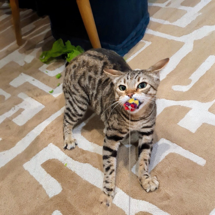 Cat Companion Caregiver Playful Sitter