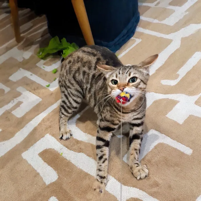 Cat Companion Caregiver Playful Sitter