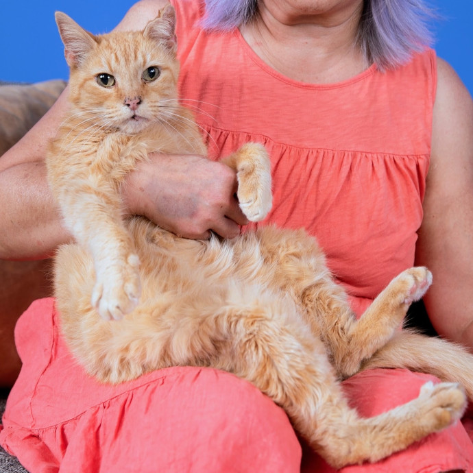 Cat Companion Caregiver Playful Sitter