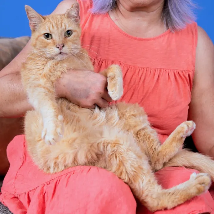 Cat Companion Caregiver Playful Sitter