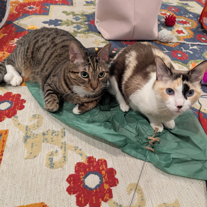 Cat Companion Caregiver Playful Sitter