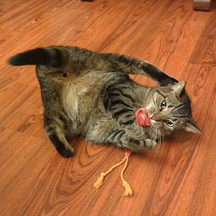 Cat Companion Caregiver Playful Sitter