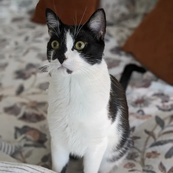 Cat Companion Caregiver Playful Sitter