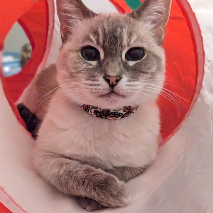 Cat Companion Caregiver Playful Sitter