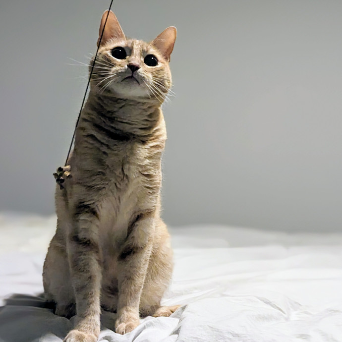 Cat Companion Caregiver Playful Sitter