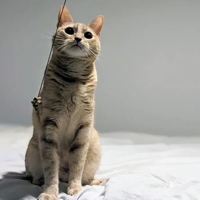 Cat Companion Caregiver Playful Sitter