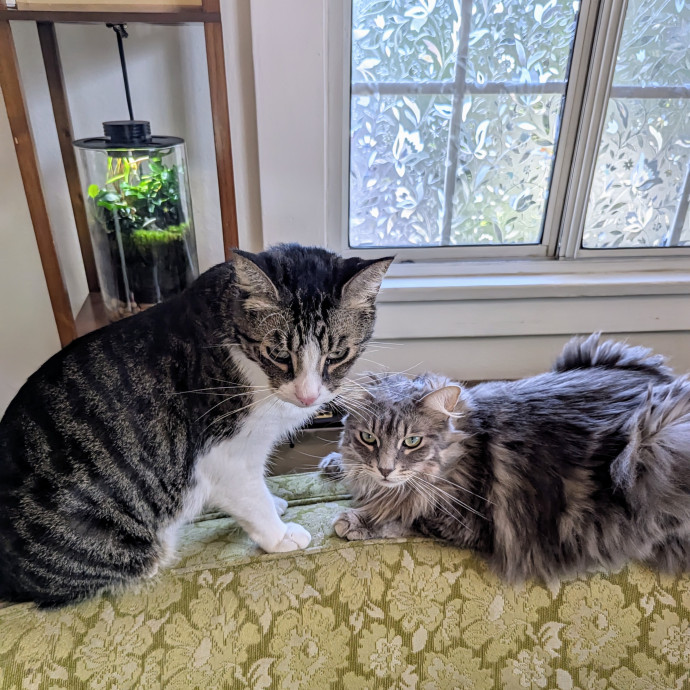 Cat Companion Caregiver Playful Sitter