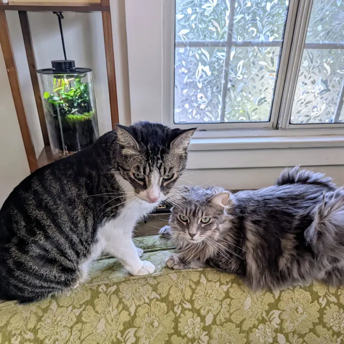 Cat Companion Caregiver Playful Sitter