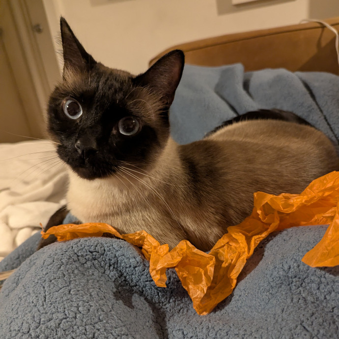 Cat Companion Caregiver Playful Sitter