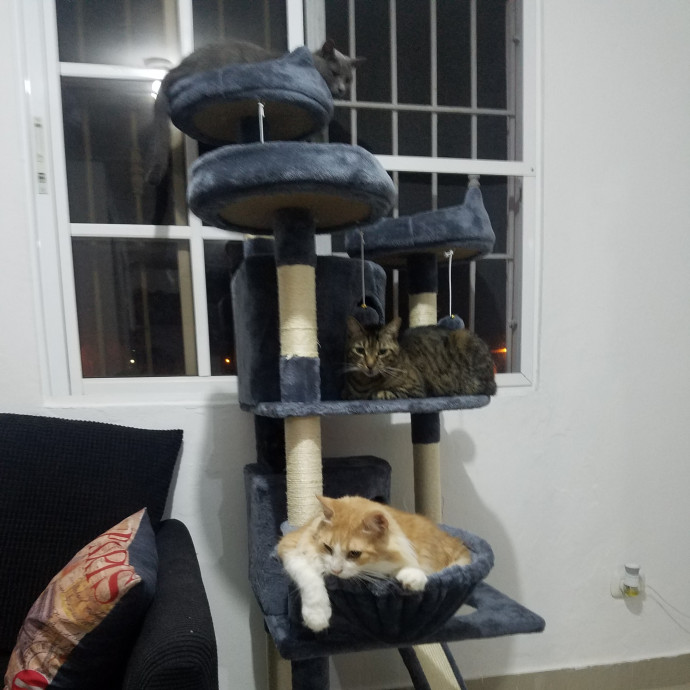 Please Let Me Hang Out With Your Cats photo 3