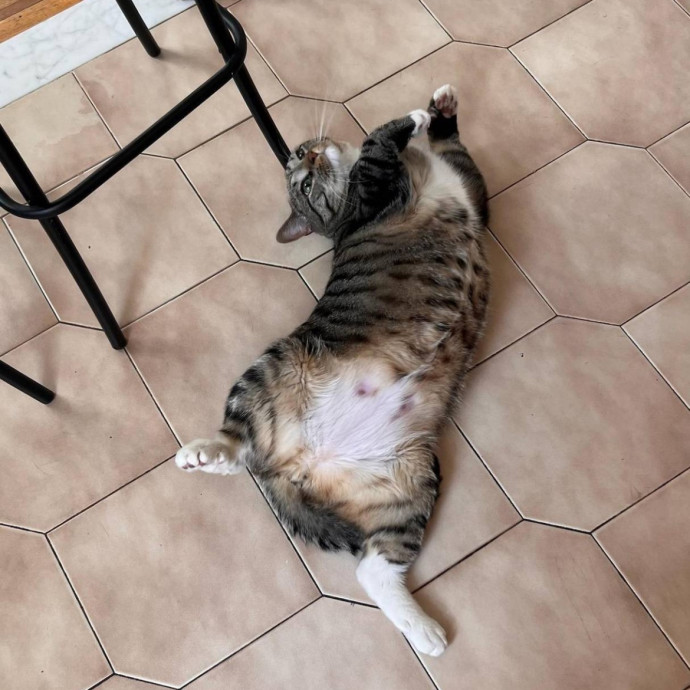 Wfh Seasoned Cat Sitter