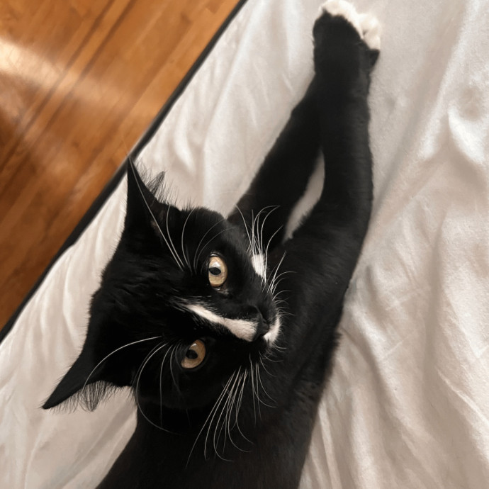 Wfh Seasoned Cat Sitter