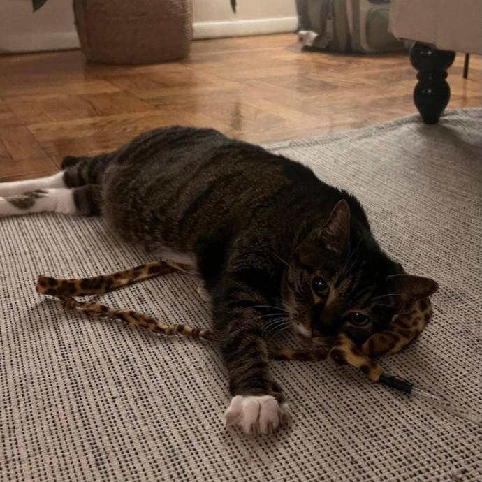 Wfh Seasoned Cat Sitter