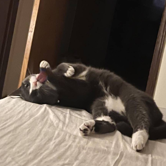 Wfh Seasoned Cat Sitter