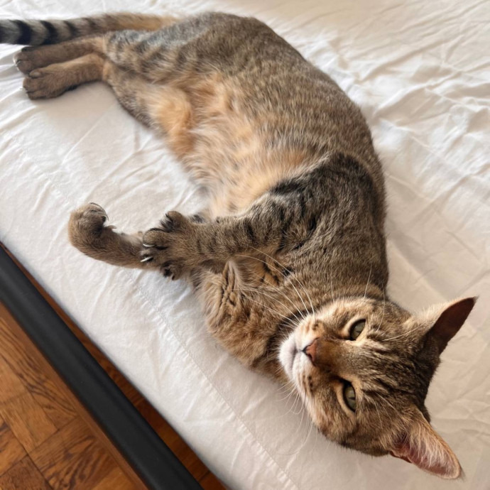 Wfh Seasoned Cat Sitter