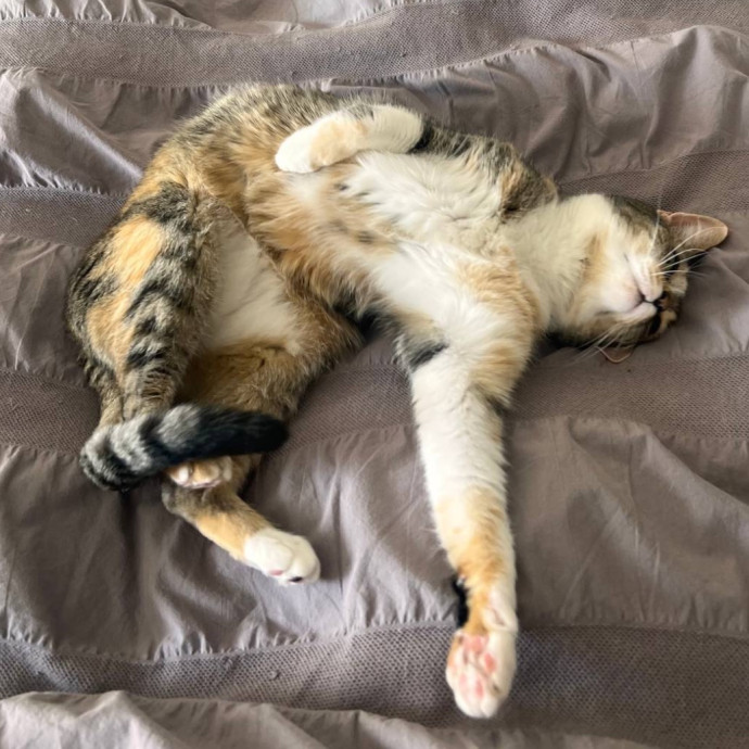 Wfh Seasoned Cat Sitter