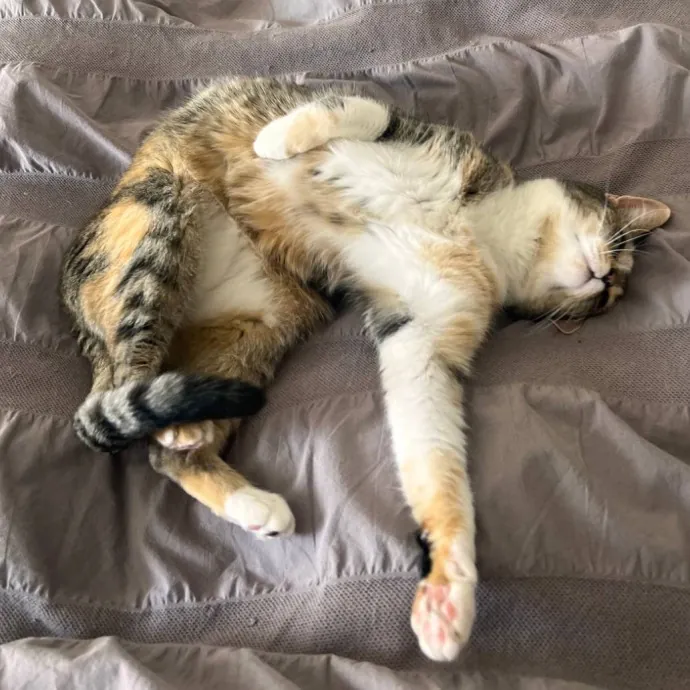 Wfh Seasoned Cat Sitter