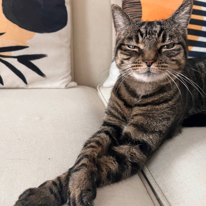 Wfh Seasoned Cat Sitter