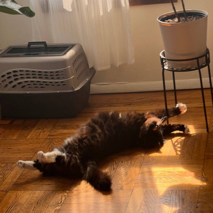 Wfh Seasoned Cat Sitter