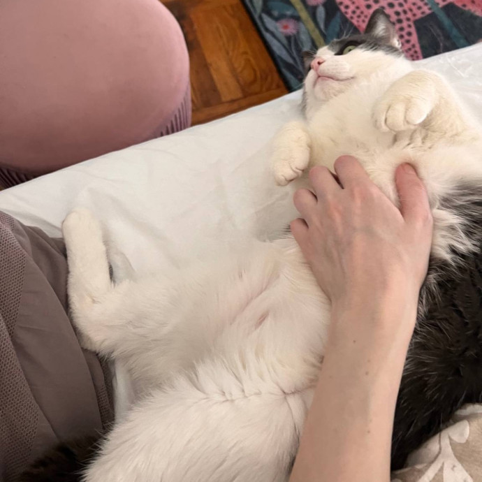 Wfh Seasoned Cat Sitter