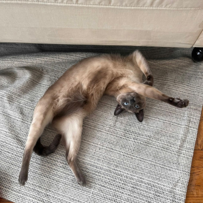 Wfh Seasoned Cat Sitter