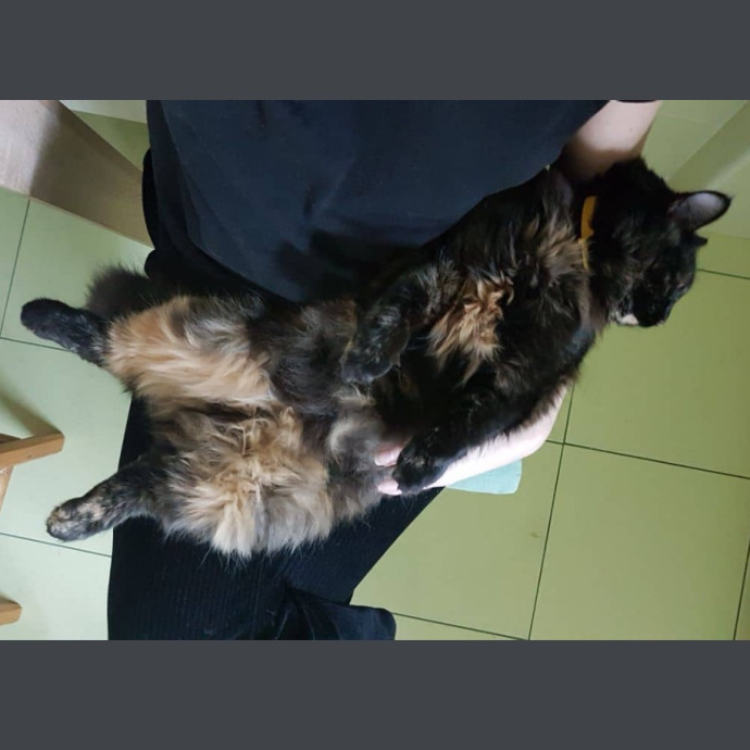 Wfh Seasoned Cat Sitter photo 3