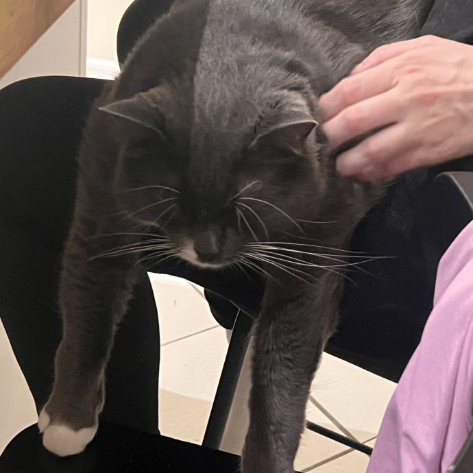 Wfh Seasoned Cat Sitter photo 2