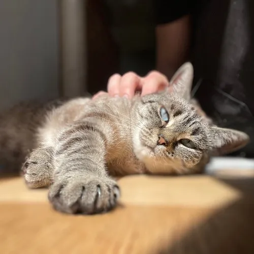 Rob The Expurrt Cat Sitter