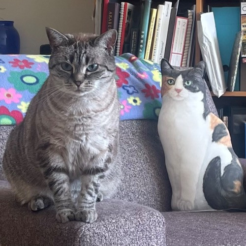Rob The Expurrt Cat Sitter