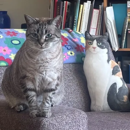 Rob The Expurrt Cat Sitter