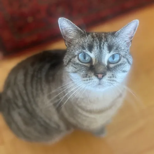 Rob The Expurrt Cat Sitter