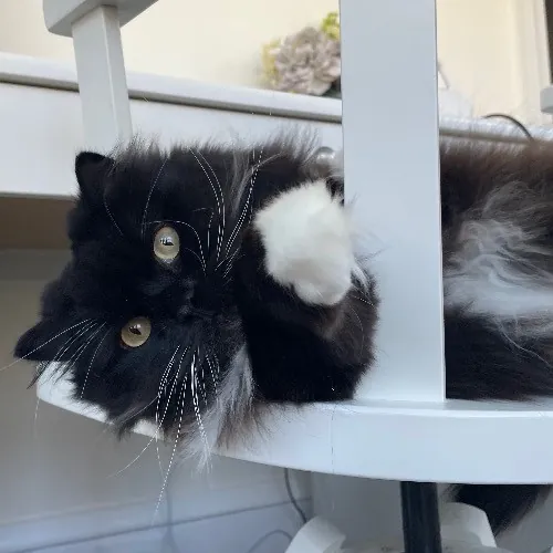 Rob The Expurrt Cat Sitter