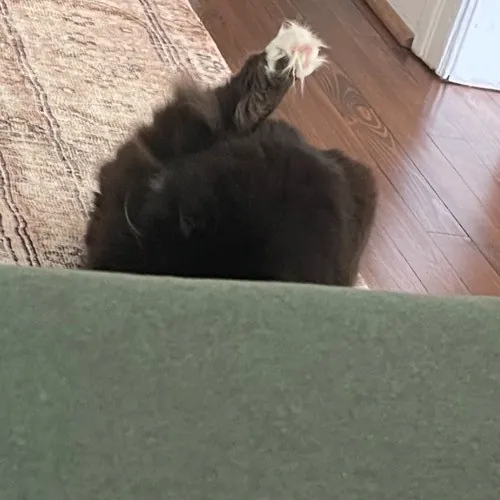 Rob The Expurrt Cat Sitter