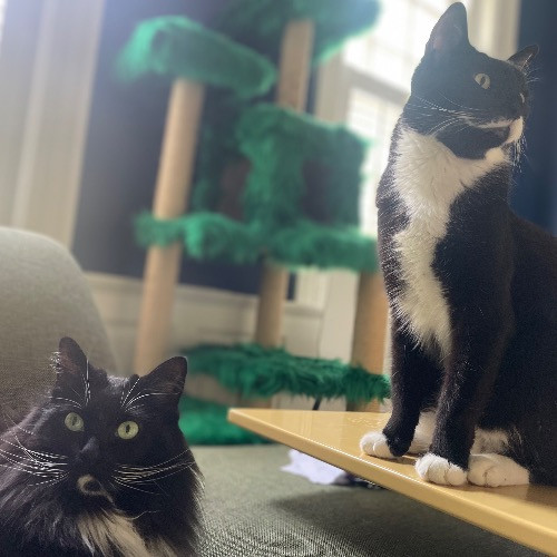 Rob The Expurrt Cat Sitter
