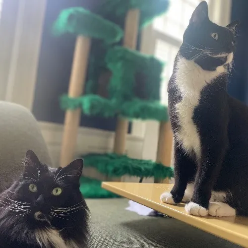 Rob The Expurrt Cat Sitter