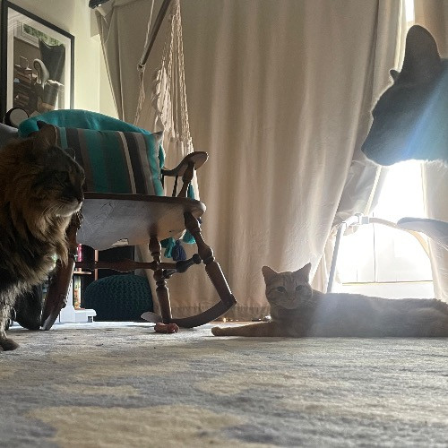 Rob The Expurrt Cat Sitter