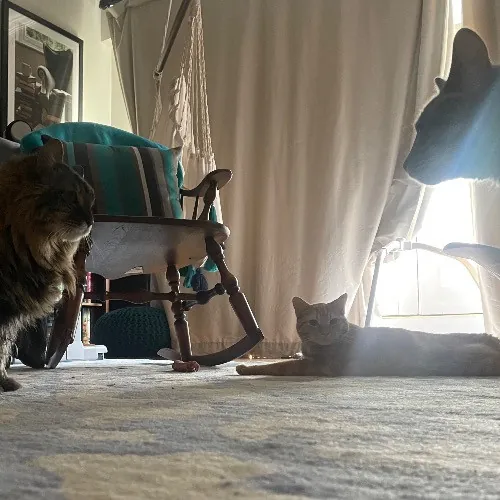 Rob The Expurrt Cat Sitter