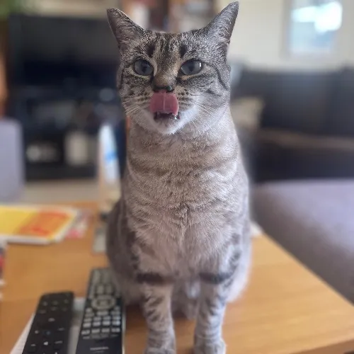 Rob The Expurrt Cat Sitter