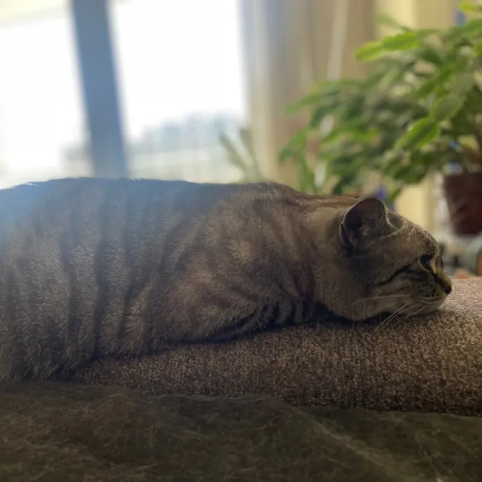 Rob The Expurrt Cat Sitter