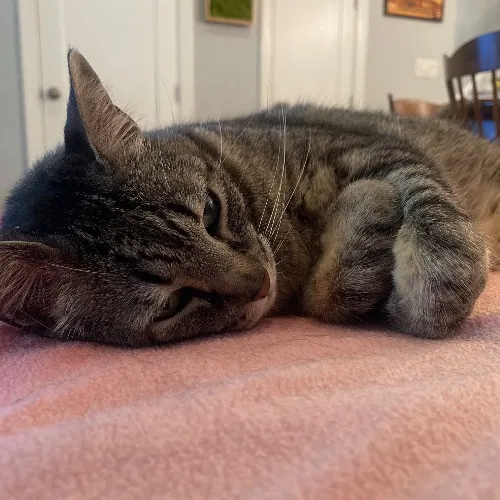 Rob The Expurrt Cat Sitter