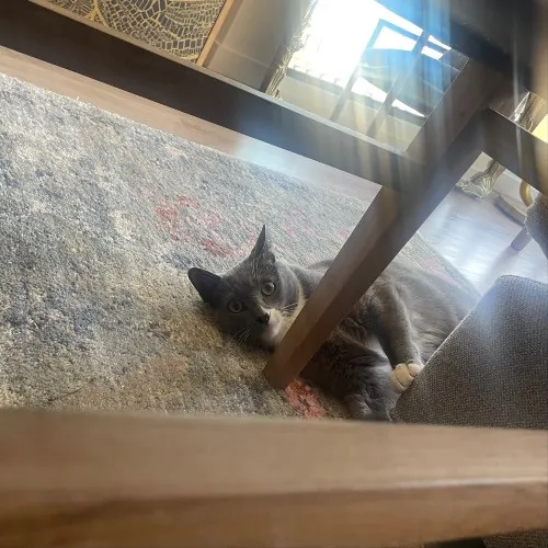 Rob The Expurrt Cat Sitter