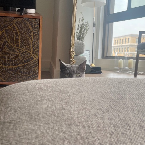 Rob The Expurrt Cat Sitter