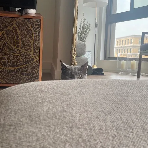 Rob The Expurrt Cat Sitter