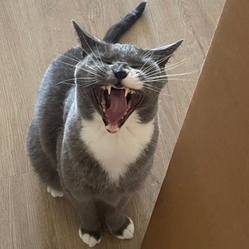 Rob The Expurrt Cat Sitter