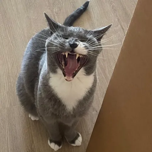 Rob The Expurrt Cat Sitter