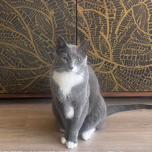 Rob The Expurrt Cat Sitter