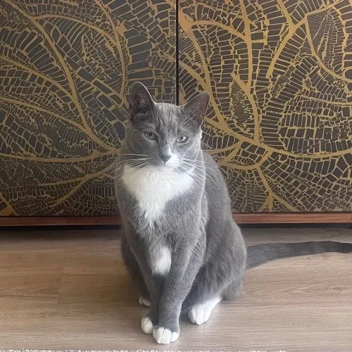 Rob The Expurrt Cat Sitter