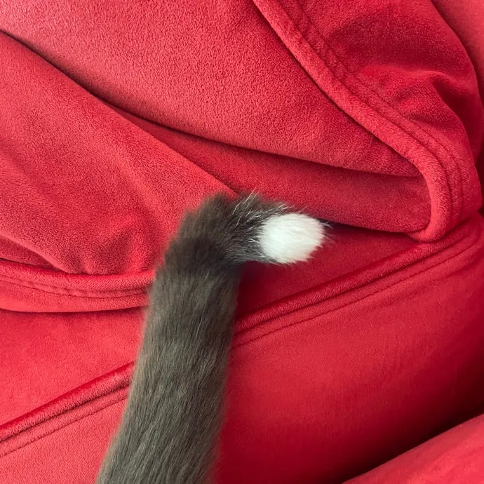 Rob The Expurrt Cat Sitter