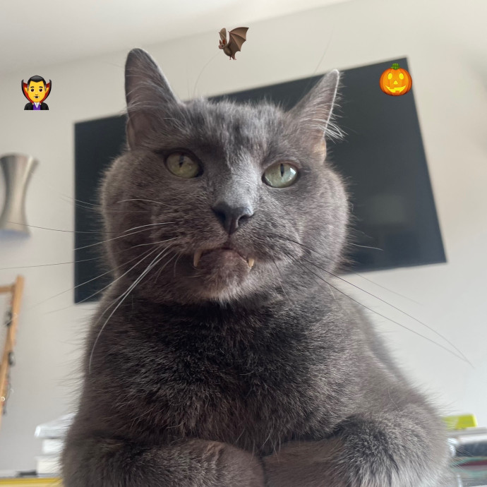 Rob The Expurrt Cat Sitter